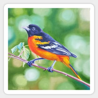 Baltimore Oriole - bird painting Sticker